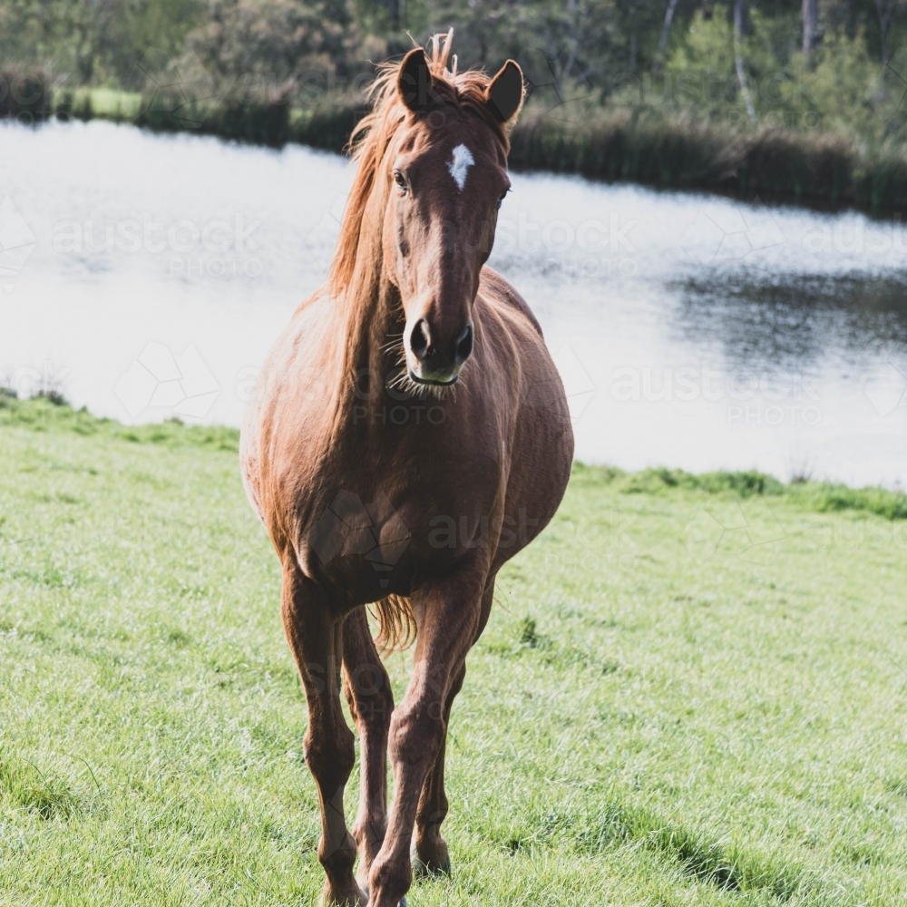 Mare running on green lush grass with a dam - Australian Stock Image