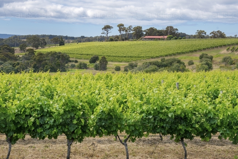 Margaret River grape vines in winery overlooking valley - Australian Stock Image