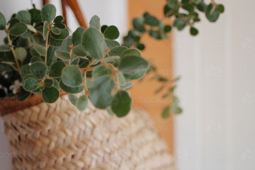 Market basket with eucalyptus leaves hanging on white wall - Australian Stock Image