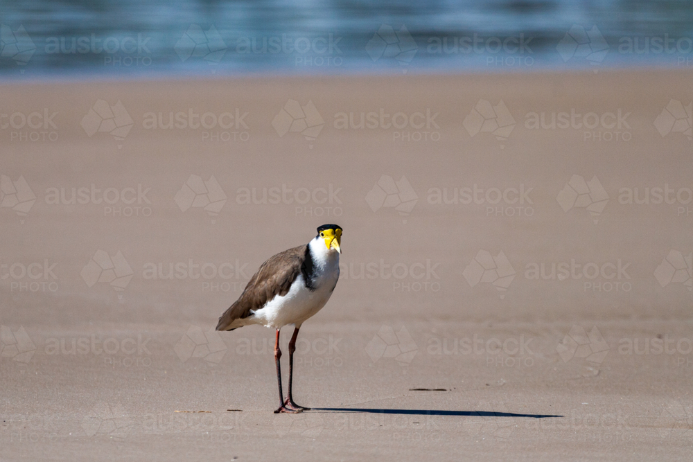 Masked Lapwing, or Masked plover, standing alone on a beach. - Australian Stock Image