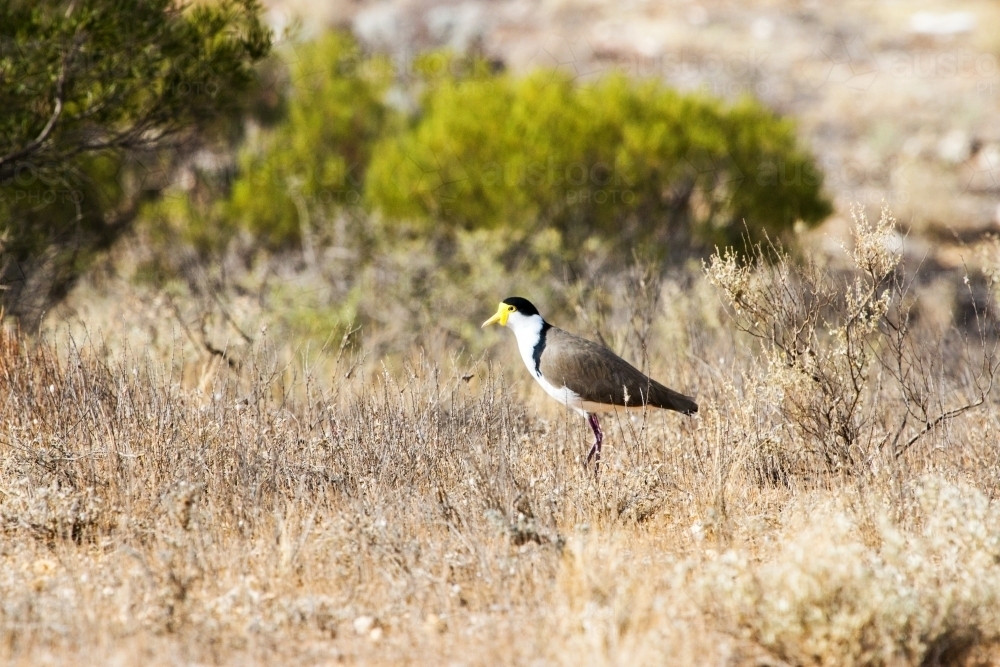 Masked plover in dry grass - Australian Stock Image