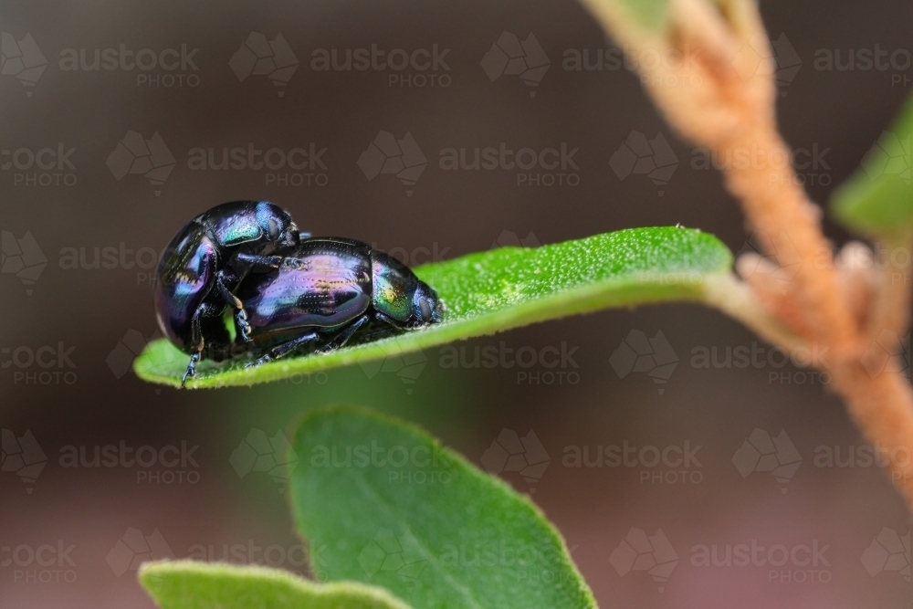 Mating Beetles - Australian Stock Image