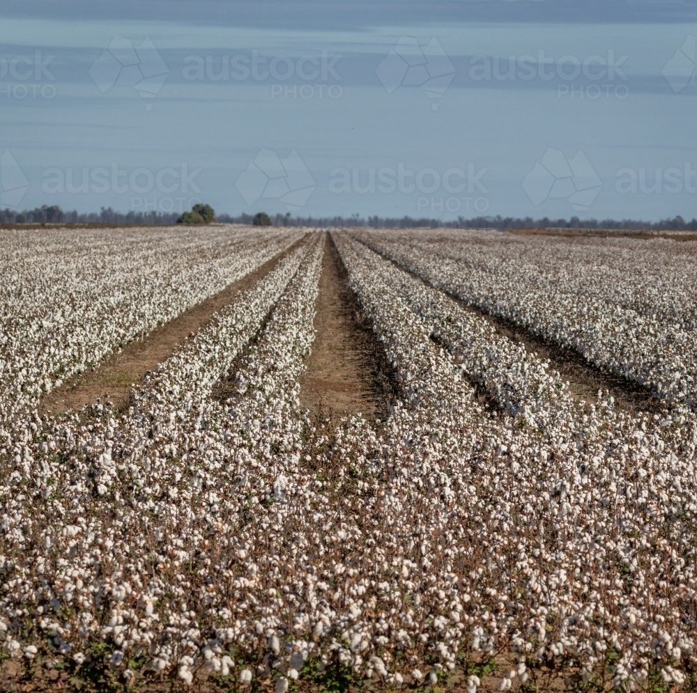 Mature cotton crop in rows, ready for harvest - Australian Stock Image