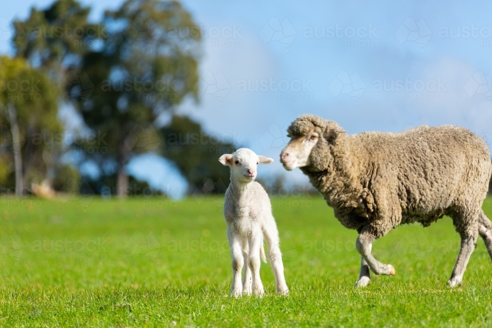 merino ewe and lamb in green pasture - Australian Stock Image