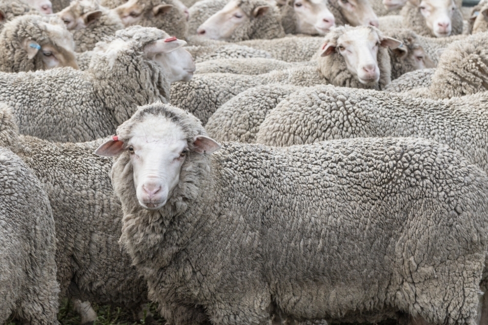 Image Of Merino Ewe Looking At Camera In Front Of Others Austockphoto