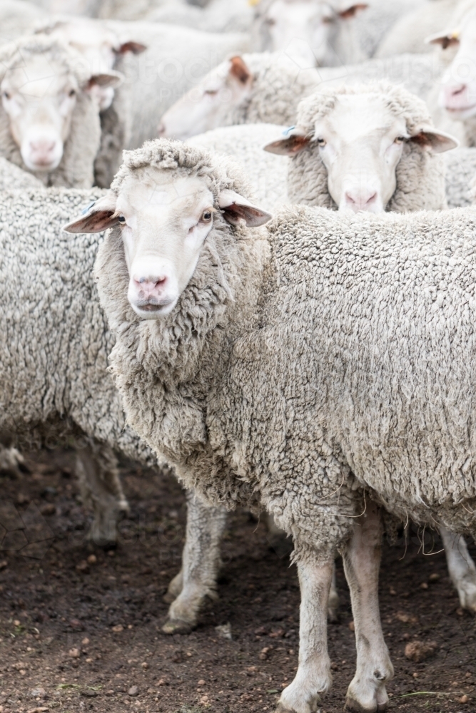 Merino ewes looking at camera - Australian Stock Image