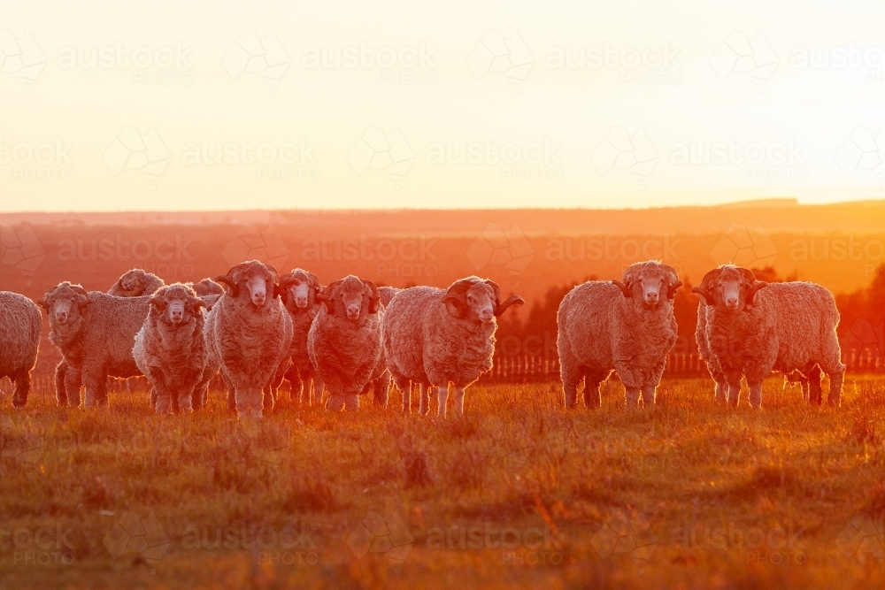 Merino Rams at sunset - Australian Stock Image