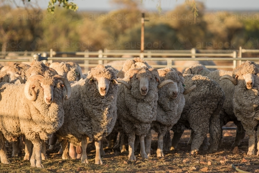 Merino rams looking at the camera - Australian Stock Image