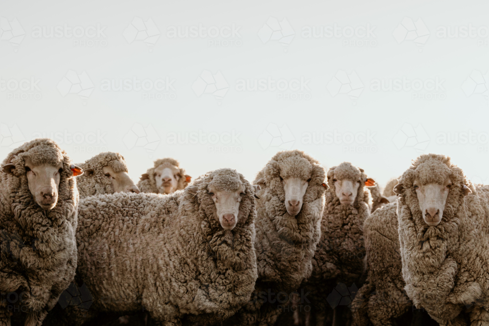 Merino sheep facing camera - Australian Stock Image