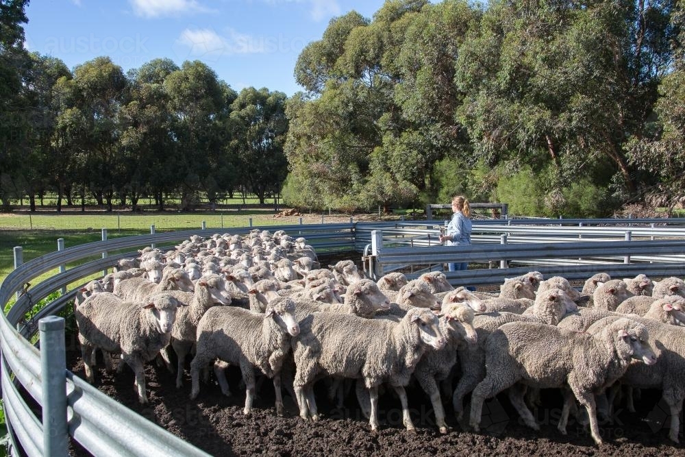 Merino sheep going into yards - Australian Stock Image