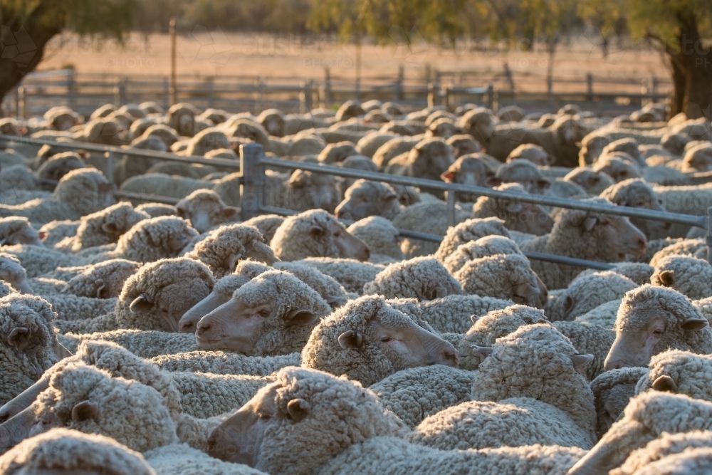 Merino sheep in a yard - Australian Stock Image