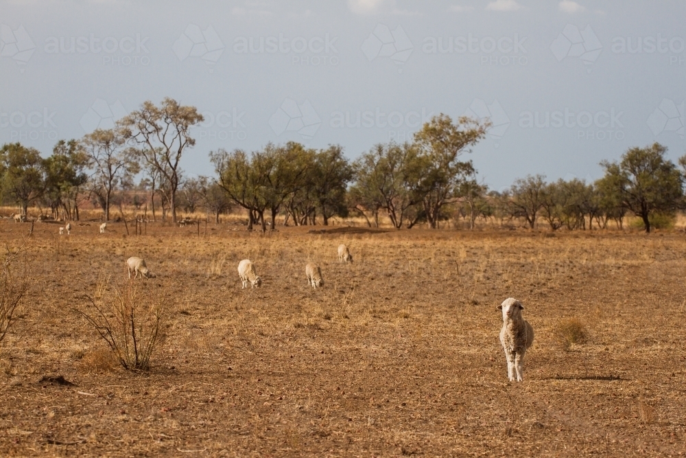 Merino sheep in paddock with trees - Australian Stock Image
