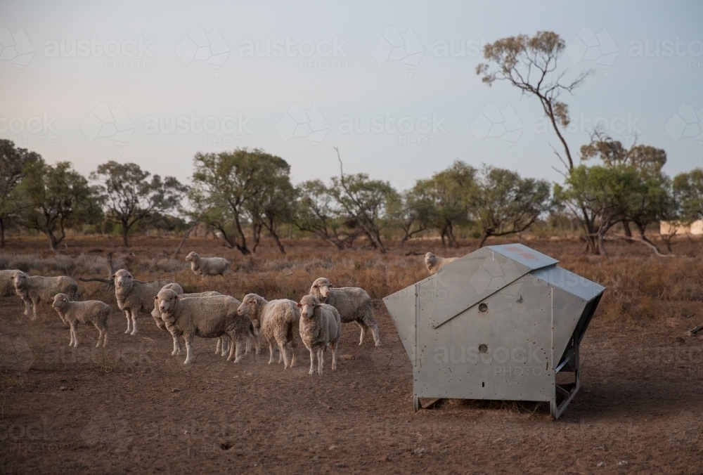 Merino Sheep in the Paddock at a Sheep Feeder - Australian Stock Image