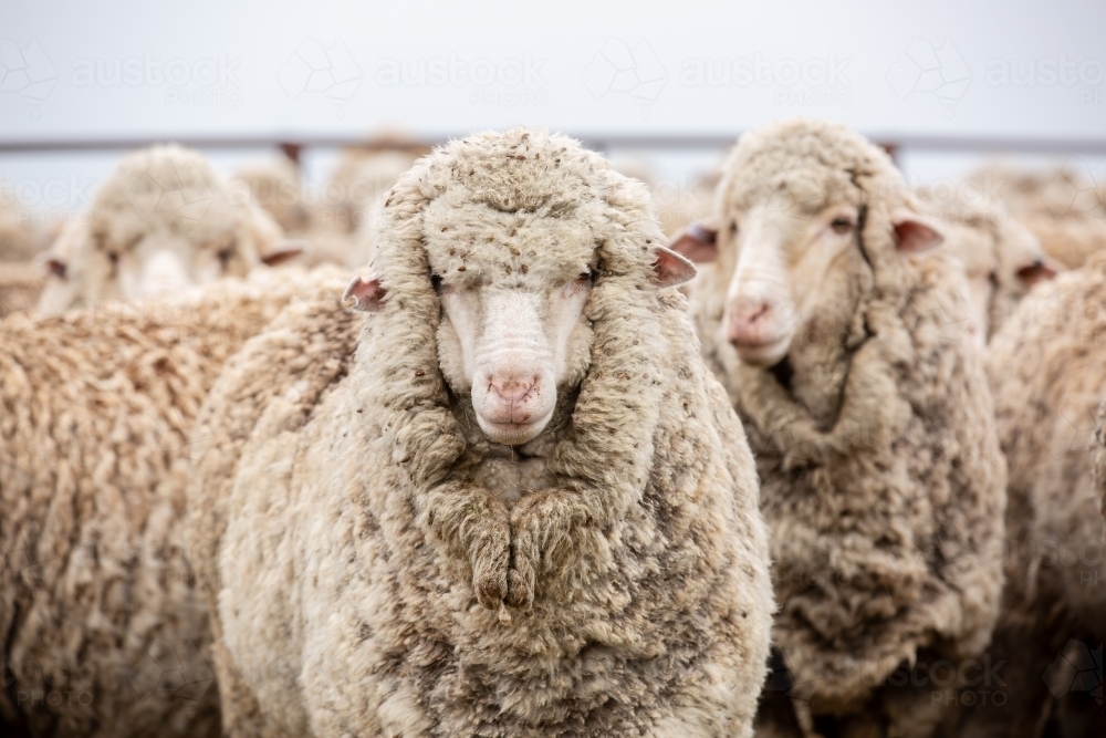 Merino sheep in the yards - Australian Stock Image