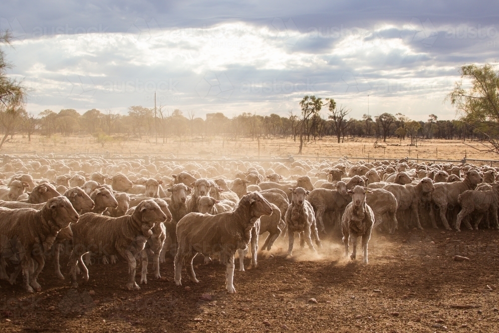 Merino sheep in yards - Australian Stock Image