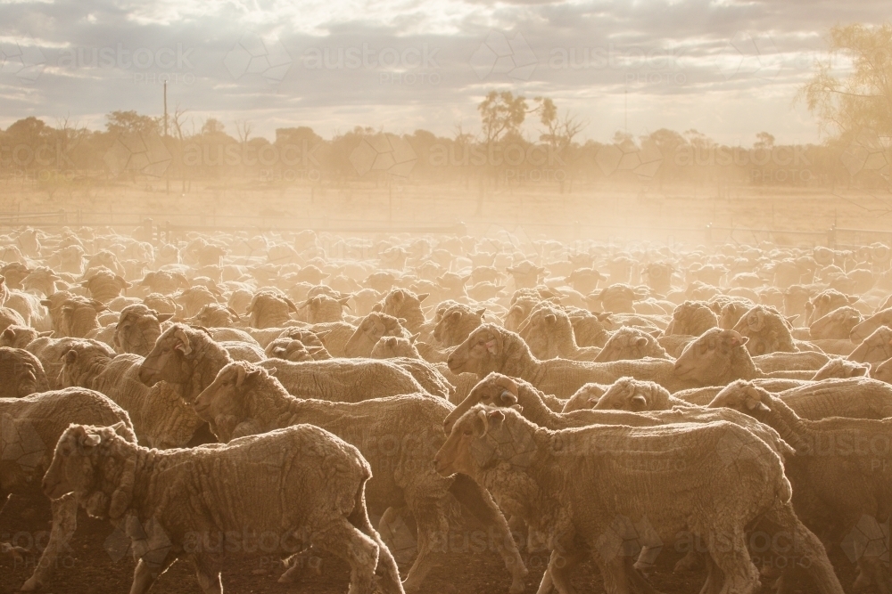 Merino sheep in yards - Australian Stock Image