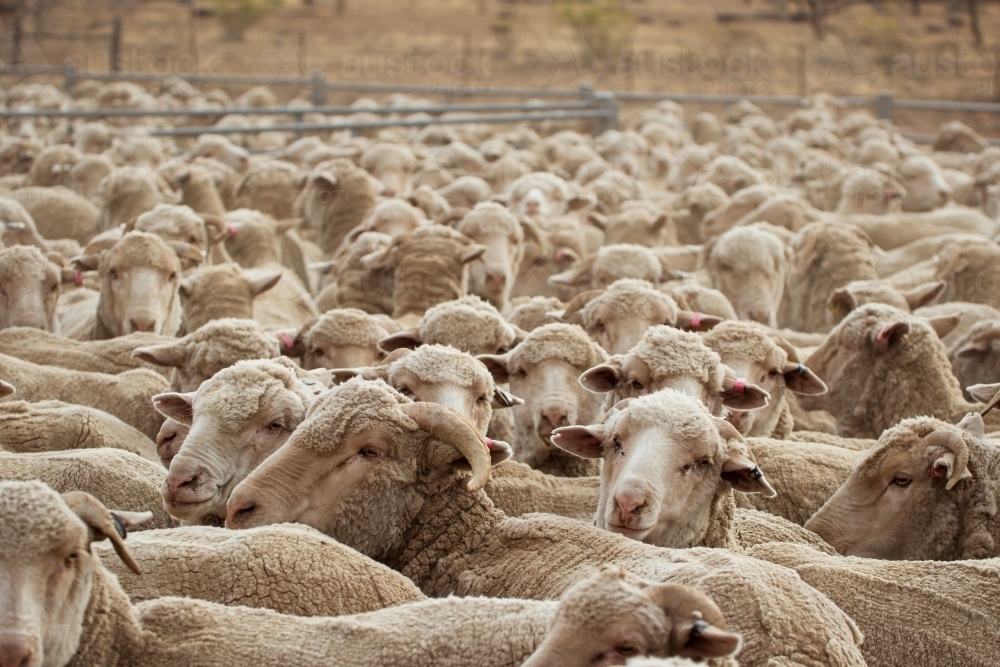 Image of Merino sheep in yards - Austockphoto