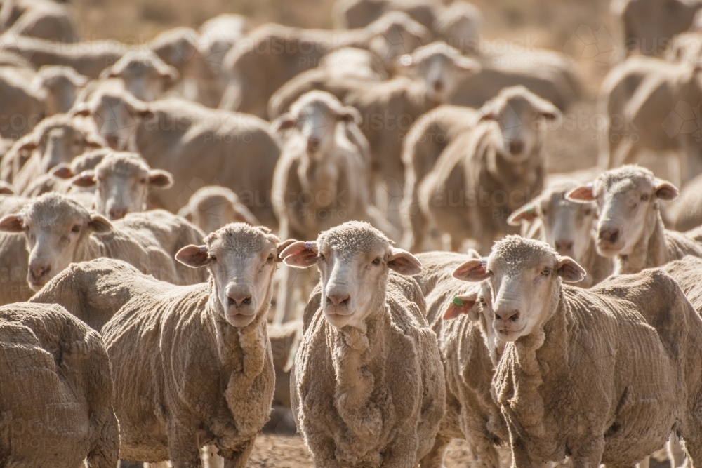 Merino sheep looking at the camera - Australian Stock Image