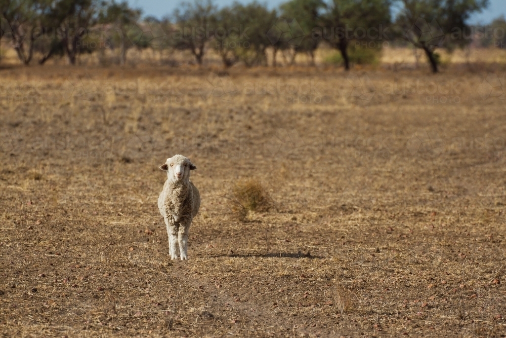 Merino sheep looking straight ahead in dry paddock - Australian Stock Image