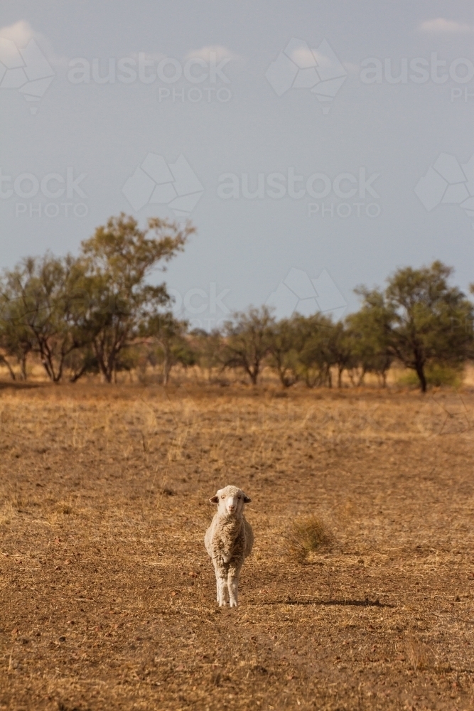 Merino sheep standing facing the camera in paddock - Australian Stock Image