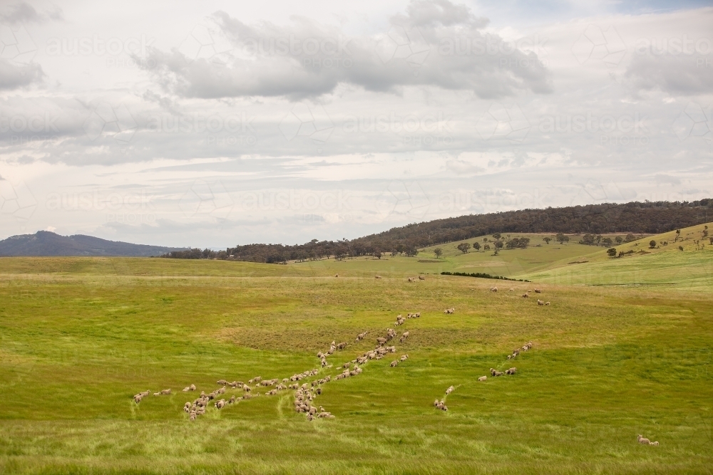 Merino sheep walking across a grassy paddock - Australian Stock Image