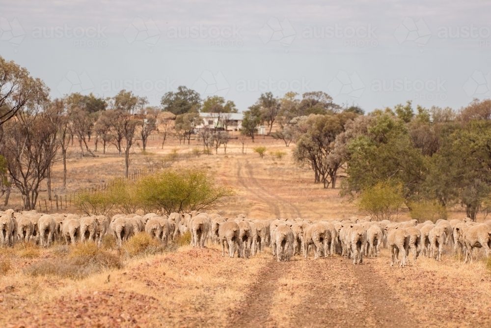 Merino sheep walking in dry paddock - Australian Stock Image