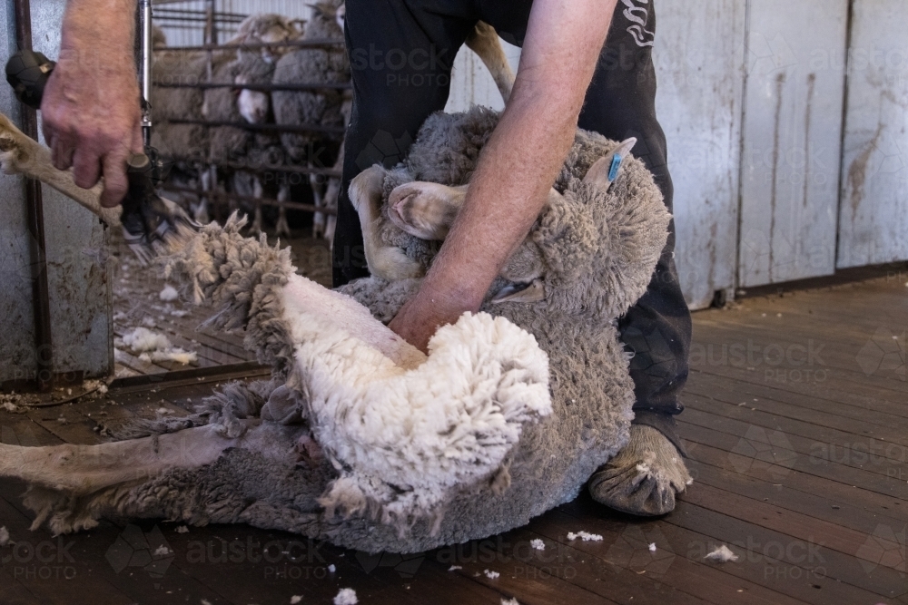 merino sheep with fine wool being shorn - Australian Stock Image
