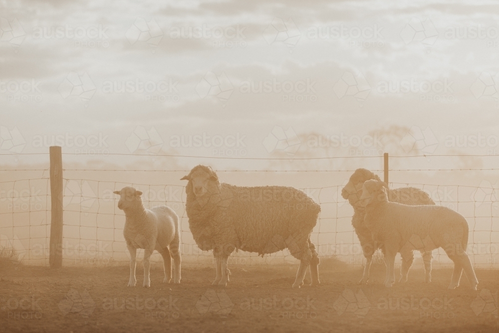 Merino sheep with lambs in a dusty haze - Australian Stock Image