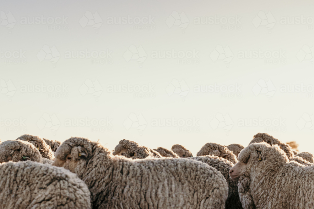 merino sheep with sky - Australian Stock Image