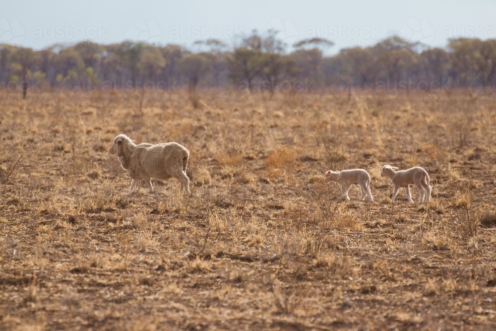 Merino sheep with two lambs walking in paddock - Australian Stock Image