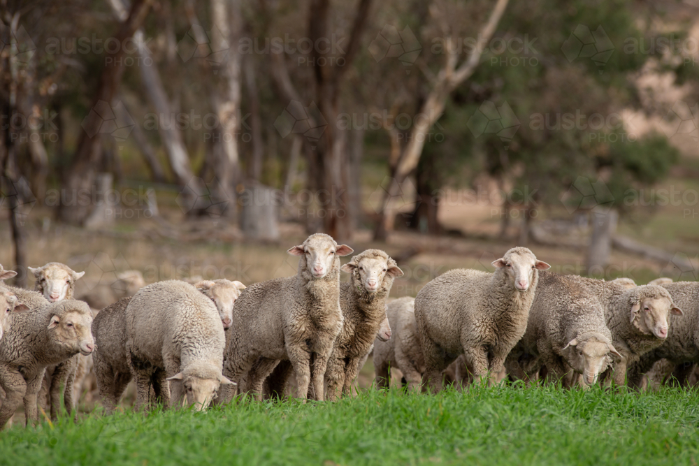 Merino weaner sheep grazing a green oat crop - Australian Stock Image