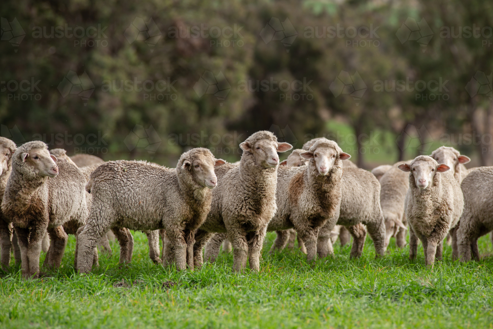 Merino weaner sheep in a paddock of oats - Australian Stock Image
