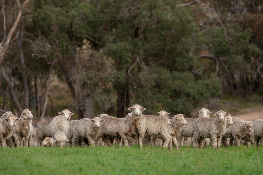 Merino weaner sheep on a grazing crop paddock - Australian Stock Image