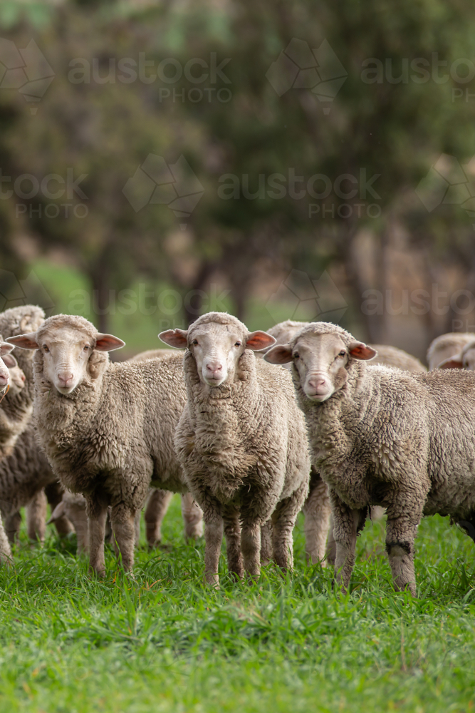 Merino weaners at Bathurst NSW - Australian Stock Image