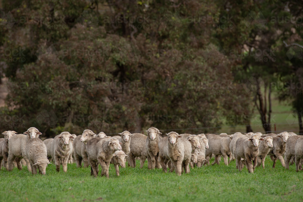 Merino weaners in a grazing crop - Australian Stock Image