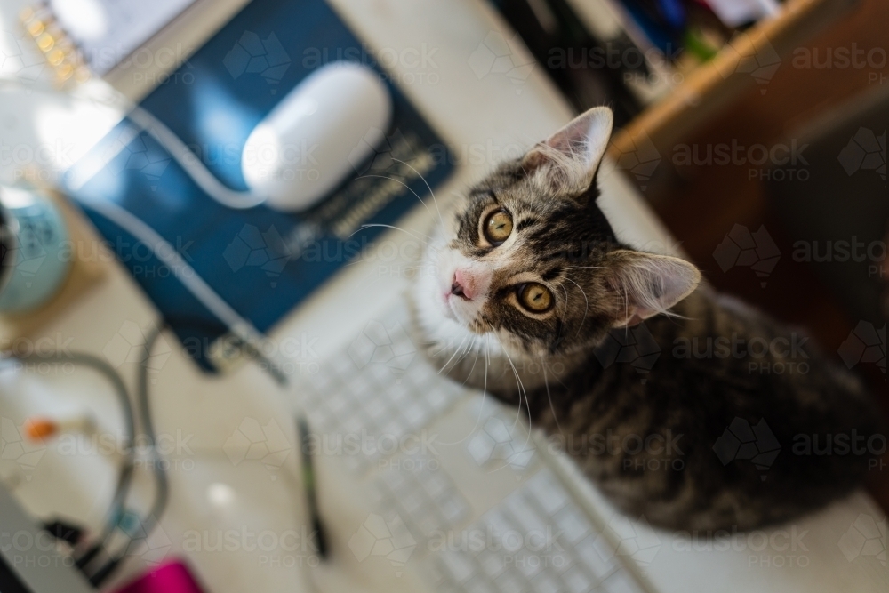 messy desk with cat on keyboard, looking up - Australian Stock Image