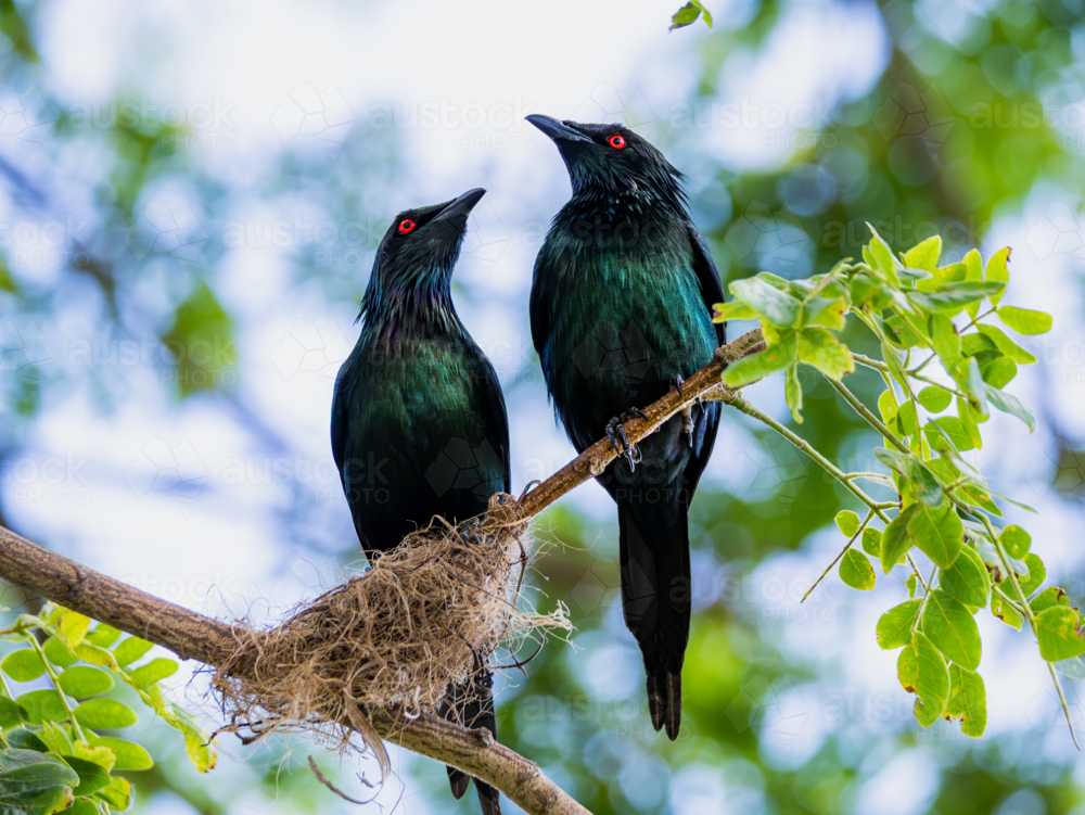 Metallic starling bird - Australian Stock Image