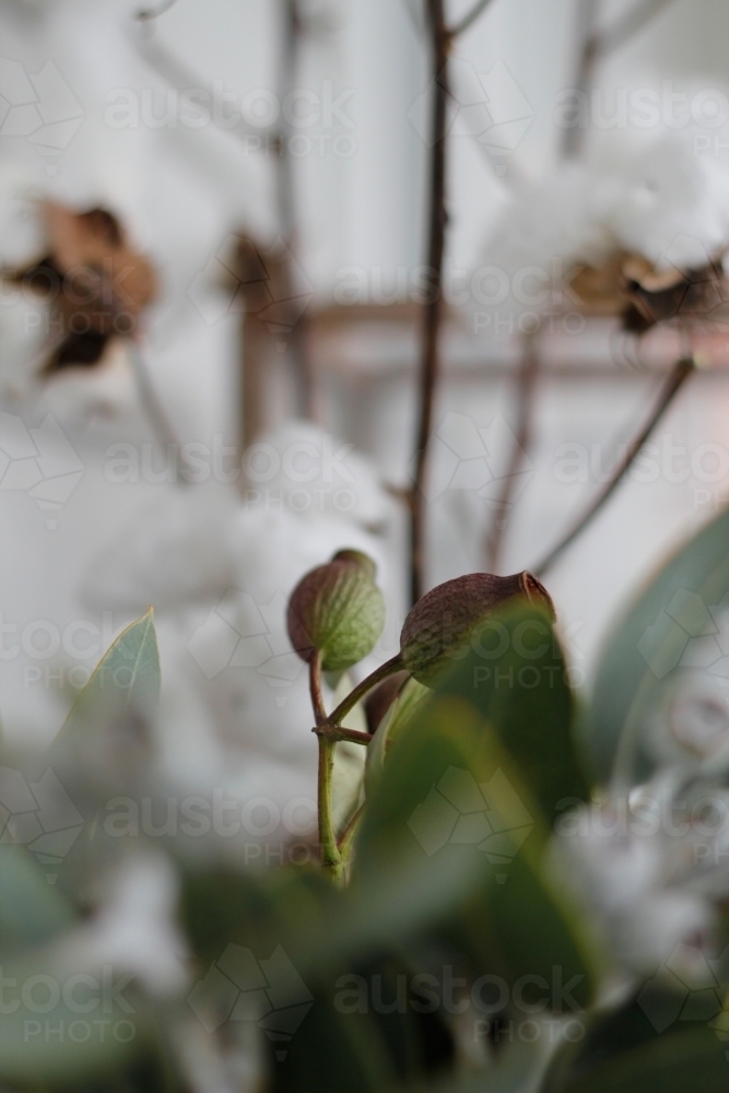 Close up of gum nut, eucalyptus and cotton plant - Australian Stock Image