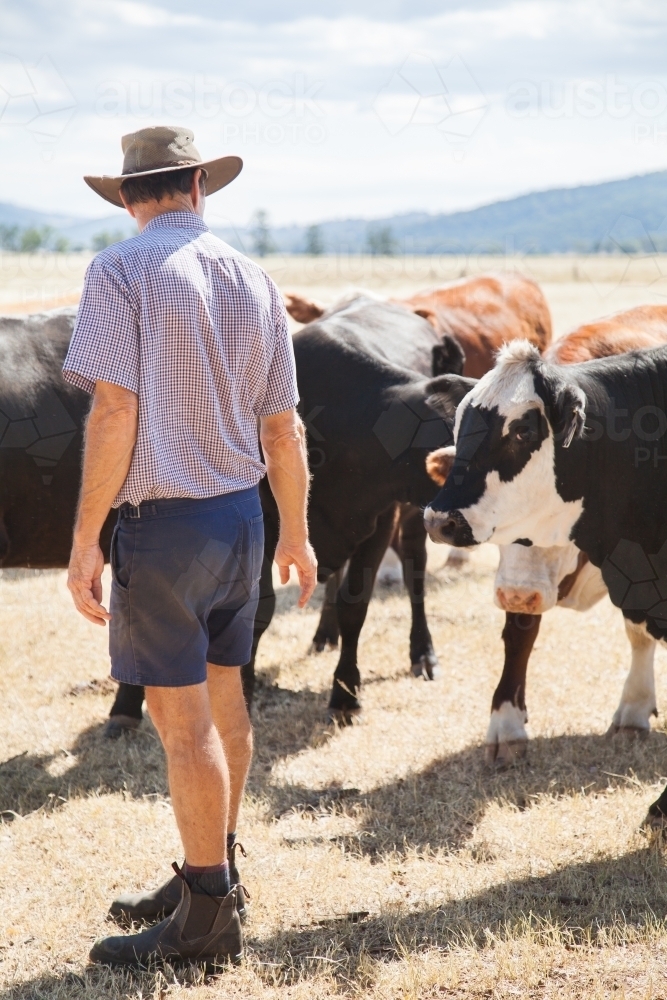 Middle aged Aussie farmer with cattle on farm - Australian Stock Image