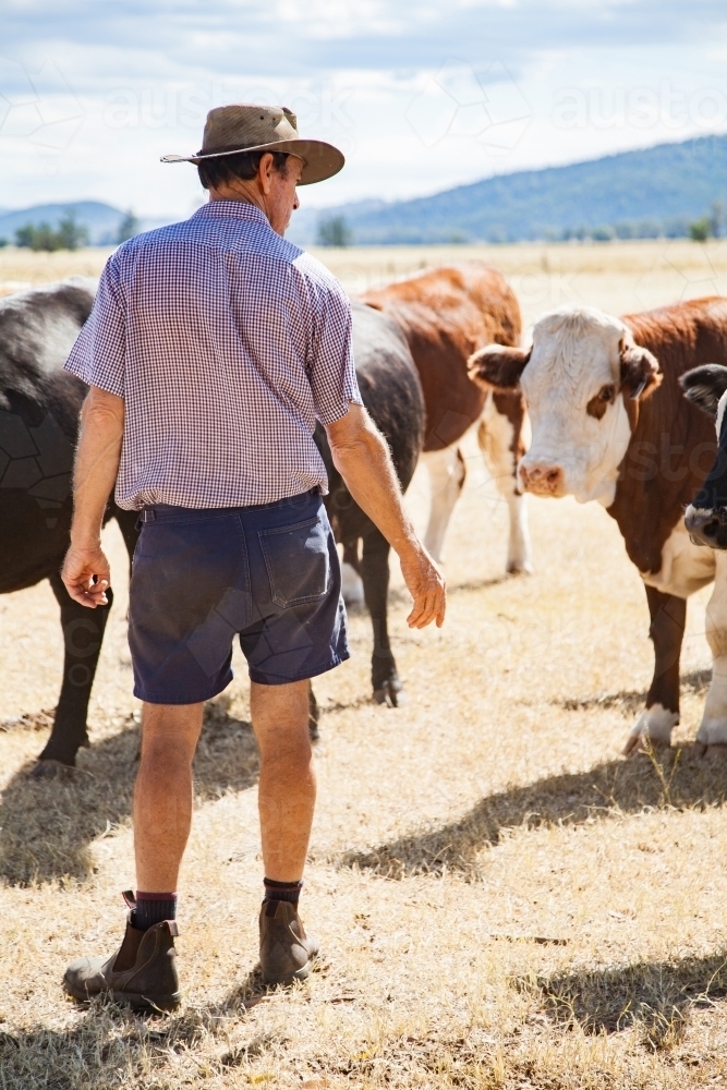 Middle aged Aussie farmer with cattle on farm - Australian Stock Image