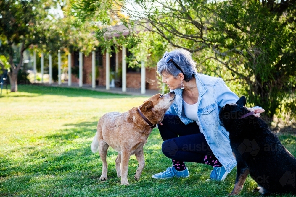Middle aged woman training dogs outside - Australian Stock Image