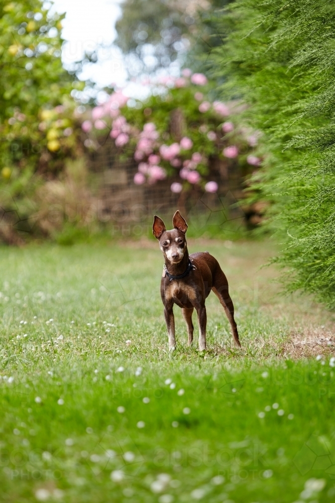 Image of Miniature Pinscher Dog Austockphoto