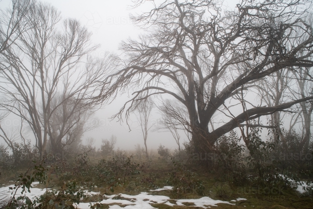 Mist in a forest with snow on the ground - Australian Stock Image
