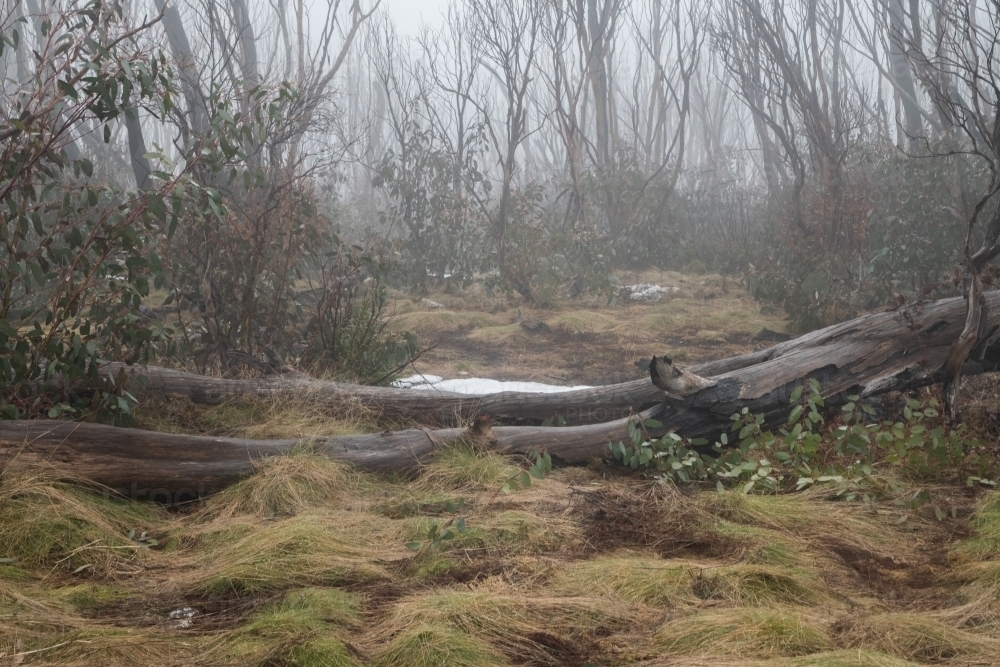 Mist in a forest with the logs across the pathway - Australian Stock Image