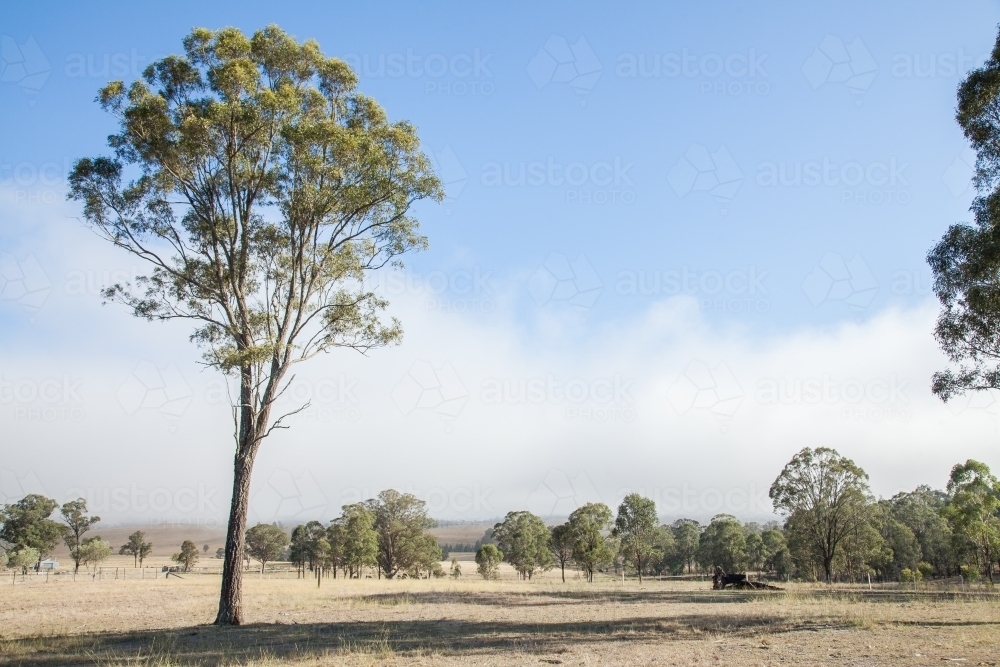 Mist moving away as sun rises on lone gum tree in paddock - Australian Stock Image