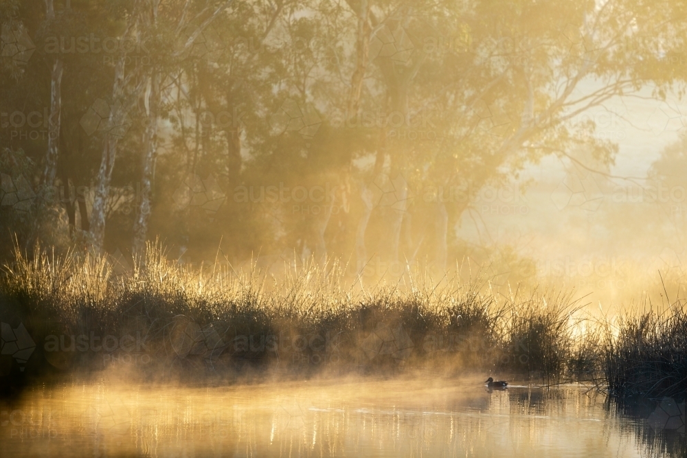 mist rising from water in early morning light - Australian Stock Image