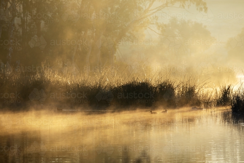 mist rising off water with reeds and ducks - Australian Stock Image