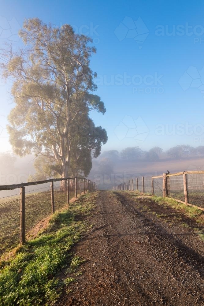 Misty farm laneway with gum trees beside in rural South Australia - Australian Stock Image