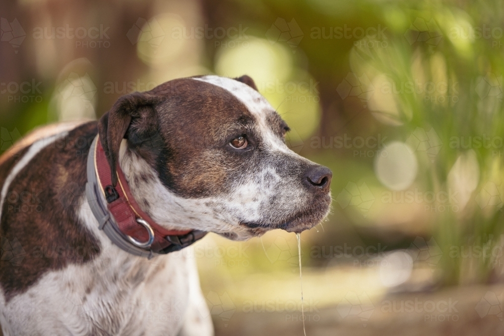 Mixed breed dog dribbling water after having a drink - Australian Stock Image