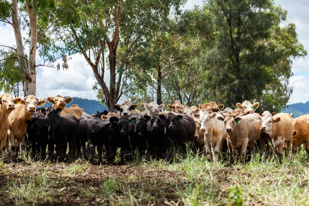 Mixed heard of beef cattle in paddock - Australian Stock Image